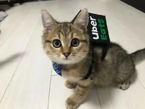 网红猫爷掀起猫步模仿潮