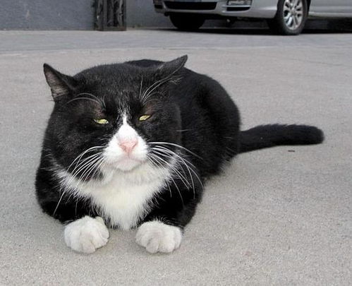 网红猫爷掀起猫步模仿潮